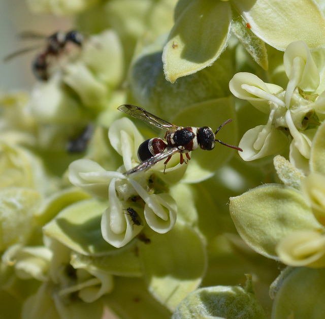 Asclepias erosa