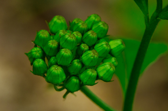 Asclepias exaltata