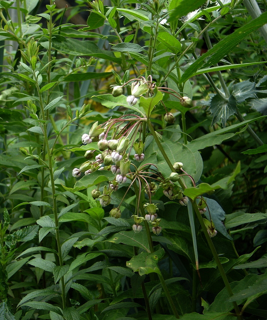 Asclepias exaltata