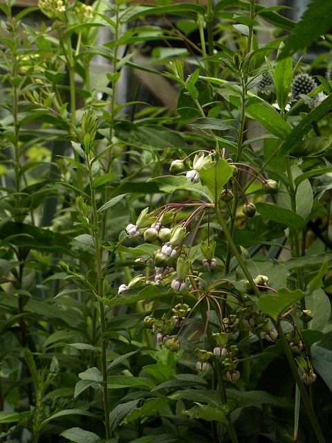 Asclepias exaltata
