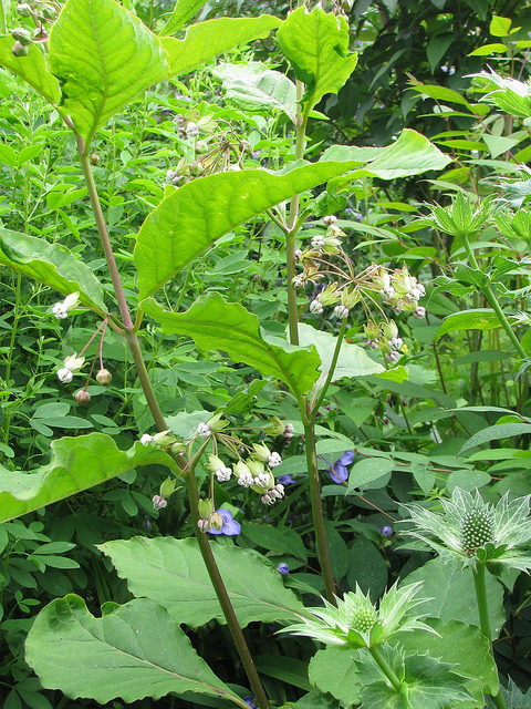 Asclepias exaltata