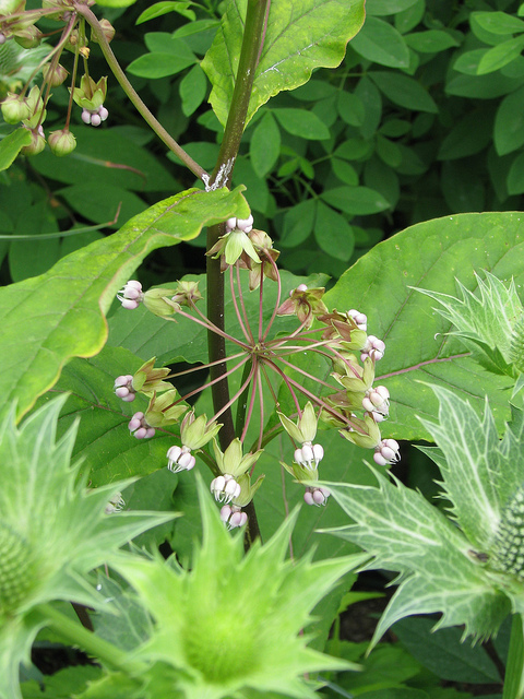 Asclepias exaltata