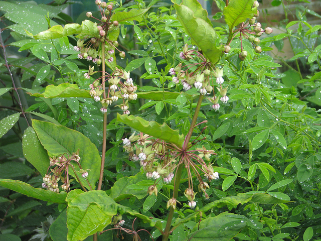 Asclepias exaltata (Asclepias exaltata)