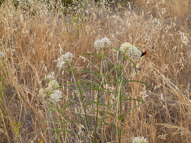 Asclepias fascicularis