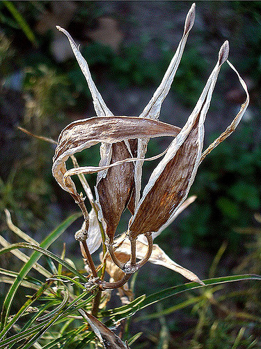Asclepias fascicularis