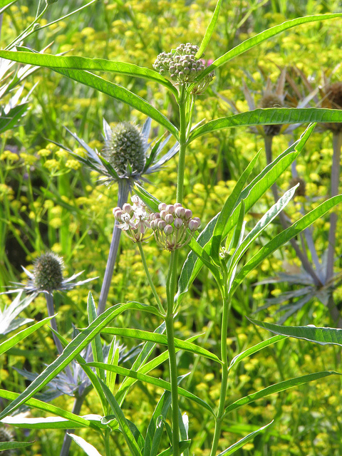 Asclepias fascicularis