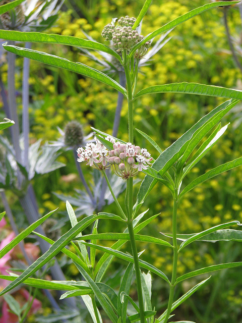 Asclepias fascicularis
