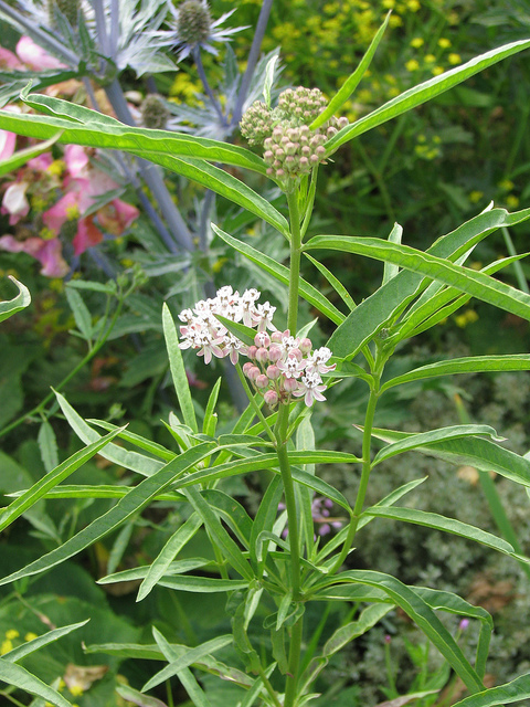Asclepias fascicularis