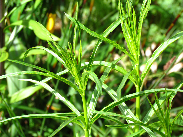 Asclepias fascicularis (Asclepias fascicularis)
