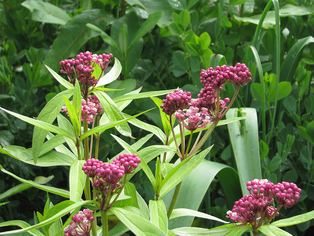 Asclépiade incarnat (Asclepias incarnata)