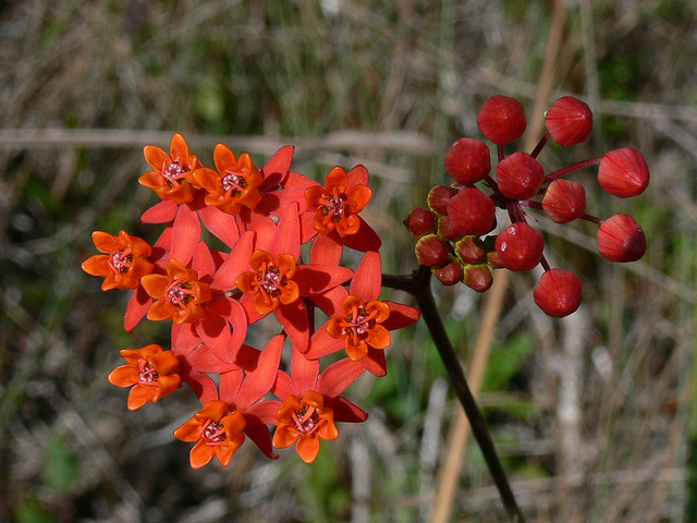 Asclepias lanceolata (Asclepias lanceolata)