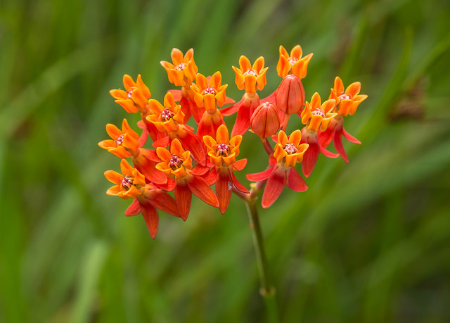 Asclepias lanceolata