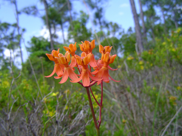 Asclepias lanceolata