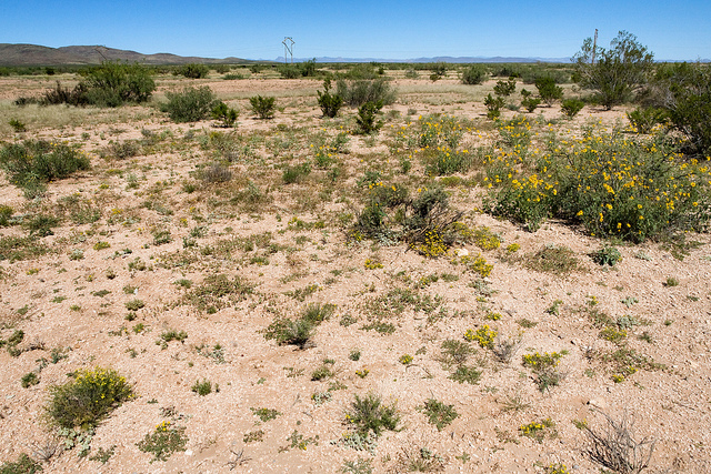 Asclepias lanuginosa