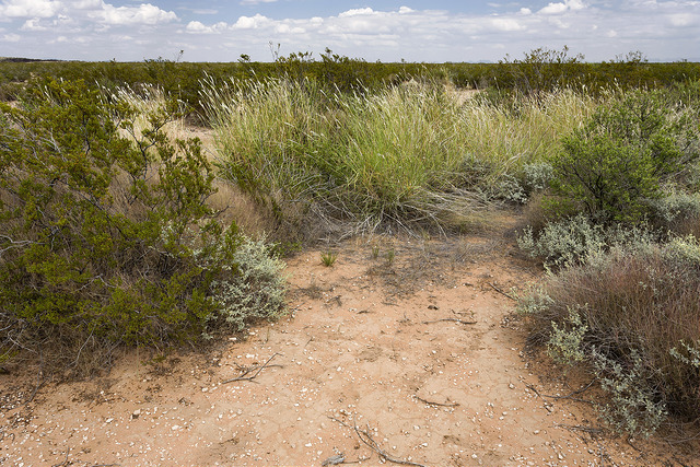 Asclepias lanuginosa (Asclepias lanuginosa)