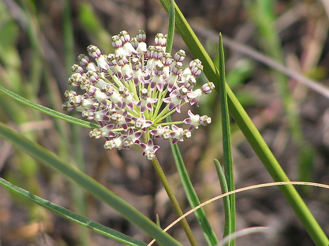 Asclepias longifolia (Asclepias longifolia)