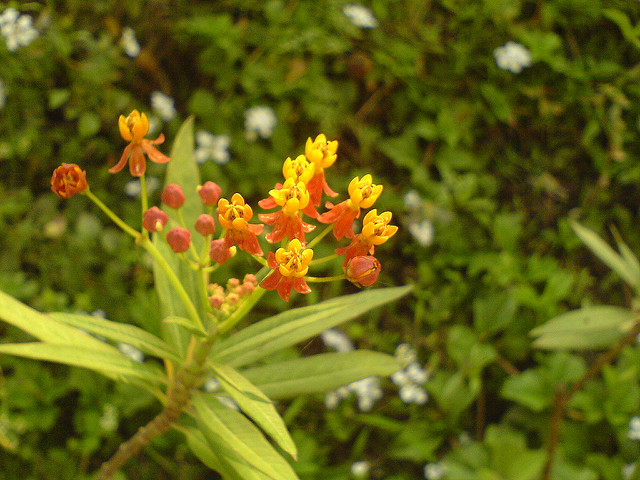 Asclepias nivea (Asclepias nivea)