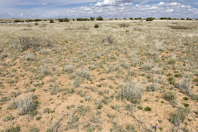 Asclepias nyctaginifolia (Asclepias nyctaginifolia)