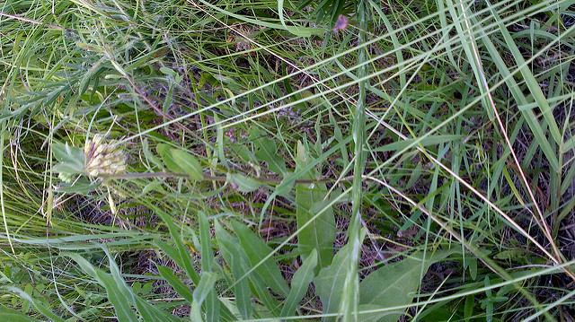 Asclepias oenotheroides