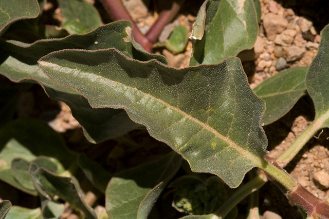Asclepias oenotheroides