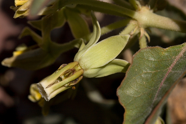 Asclepias oenotheroides