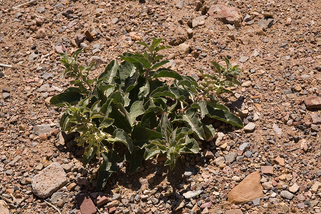 Asclepias oenotheroides (Asclepias oenotheroides)