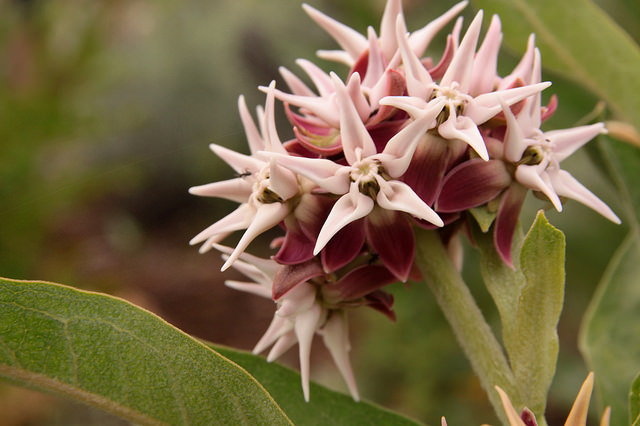 Asclepias ovalifolia