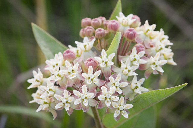 Asclepias ovalifolia