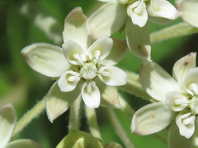 Asclepias ovalifolia
