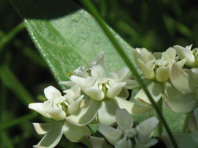 Asclepias ovalifolia