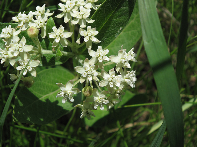 Asclepias ovalifolia (Asclepias ovalifolia)