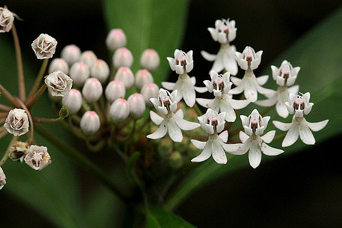 Asclepias perennis
