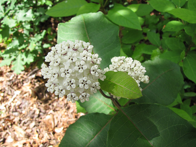 Asclepias perennis (Asclepias perennis)
