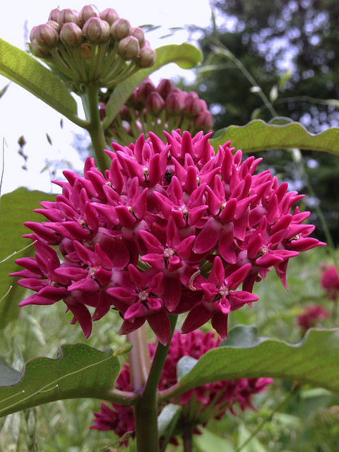 Asclepias purpurascens