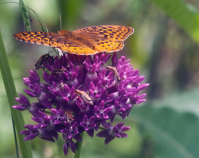 Asclepias purpurascens