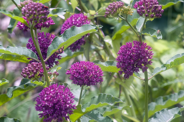 Asclepias purpurascens