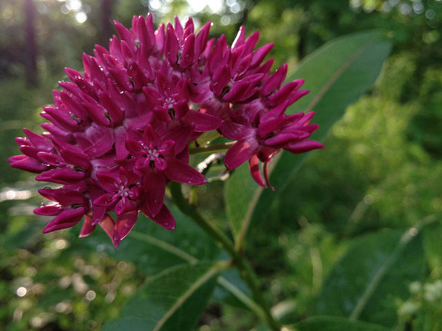 Asclepias purpurascens