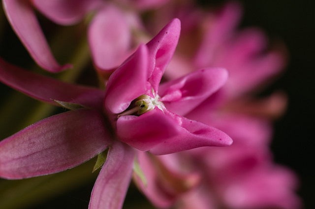 Asclepias purpurascens