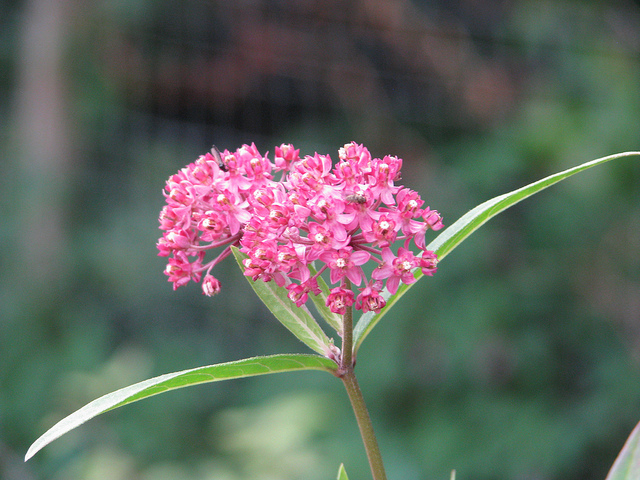 Asclepias purpurascens (Asclepias purpurascens)