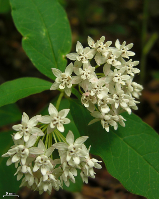 Asclepias quadrifolia