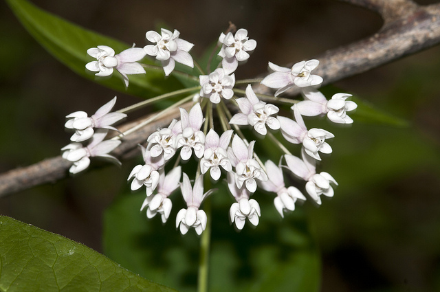 Asclepias quadrifolia (Asclepias quadrifolia)
