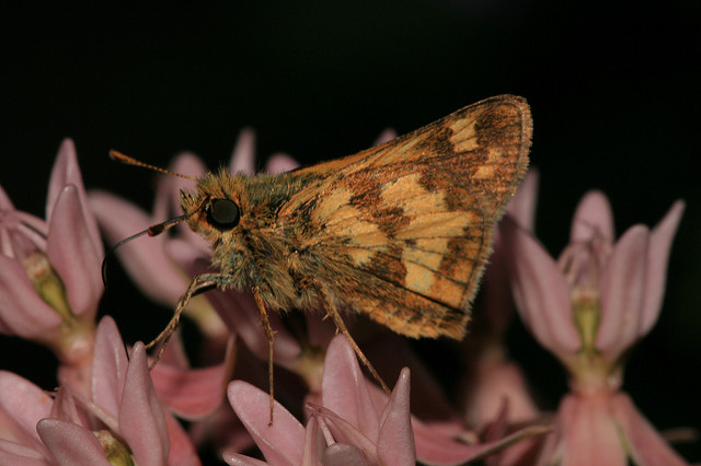 Asclepias rubra (Asclepias rubra)