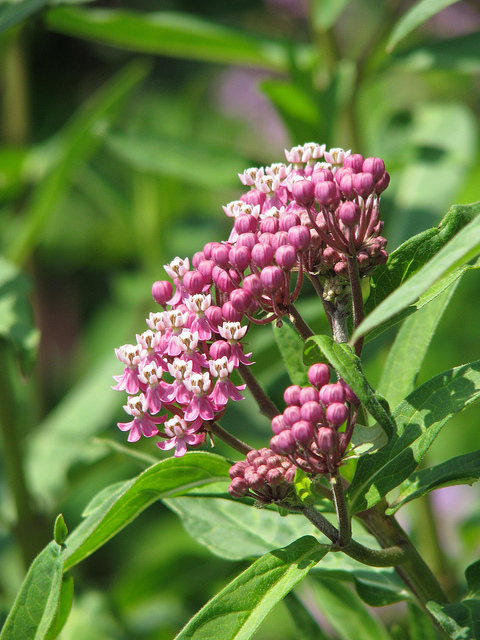 Asclepias rubra