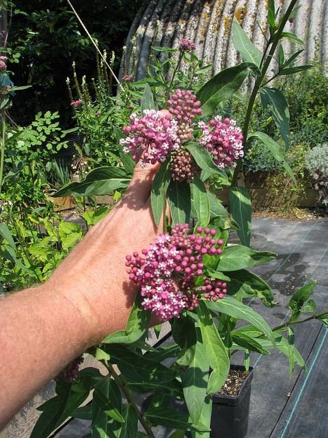 Asclepias rubra