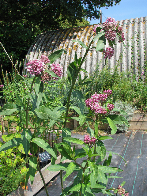 Asclepias rubra
