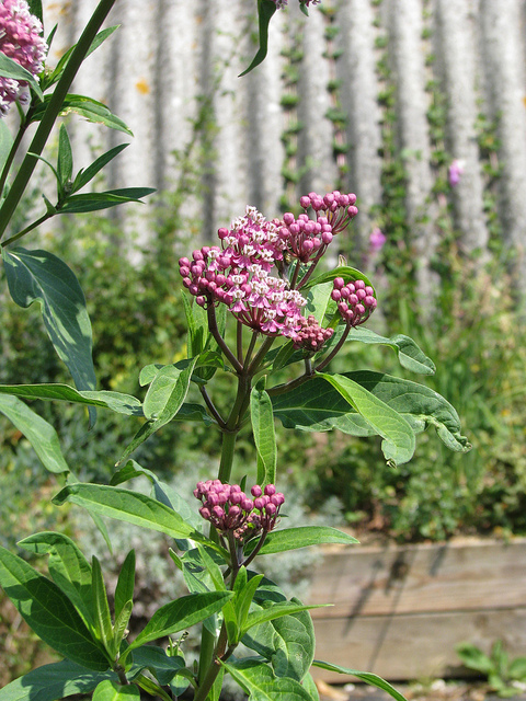 Asclepias rubra
