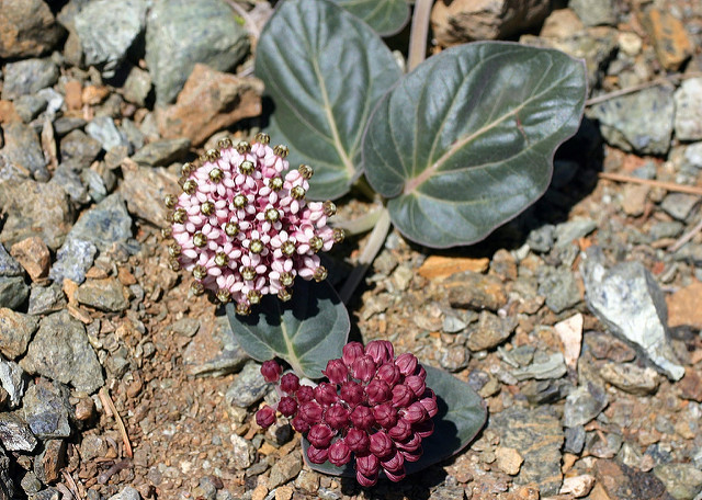 Asclepias solanoana (Asclepias solanoana)