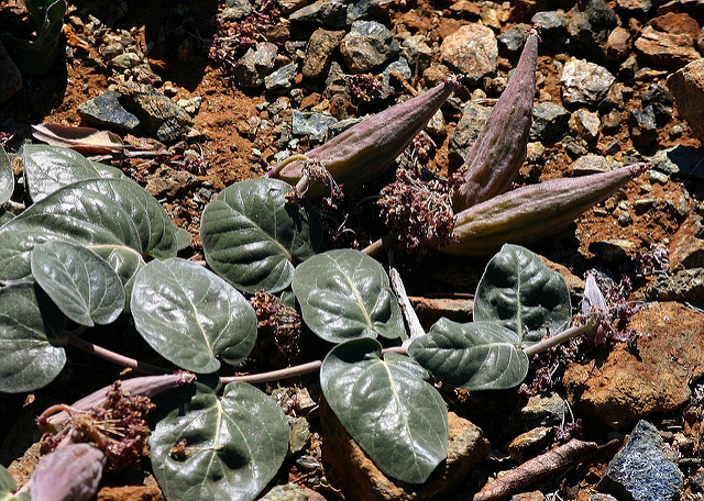 Asclepias solanoana