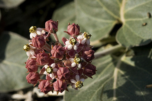 Asclepias solanoana