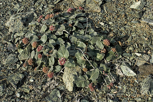 Asclepias solanoana